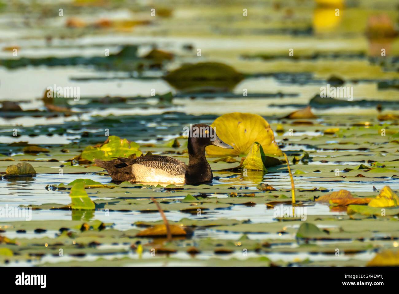 USA, Louisiana, Evangeline Parish. Uccello di scaup minore in acqua. Foto Stock