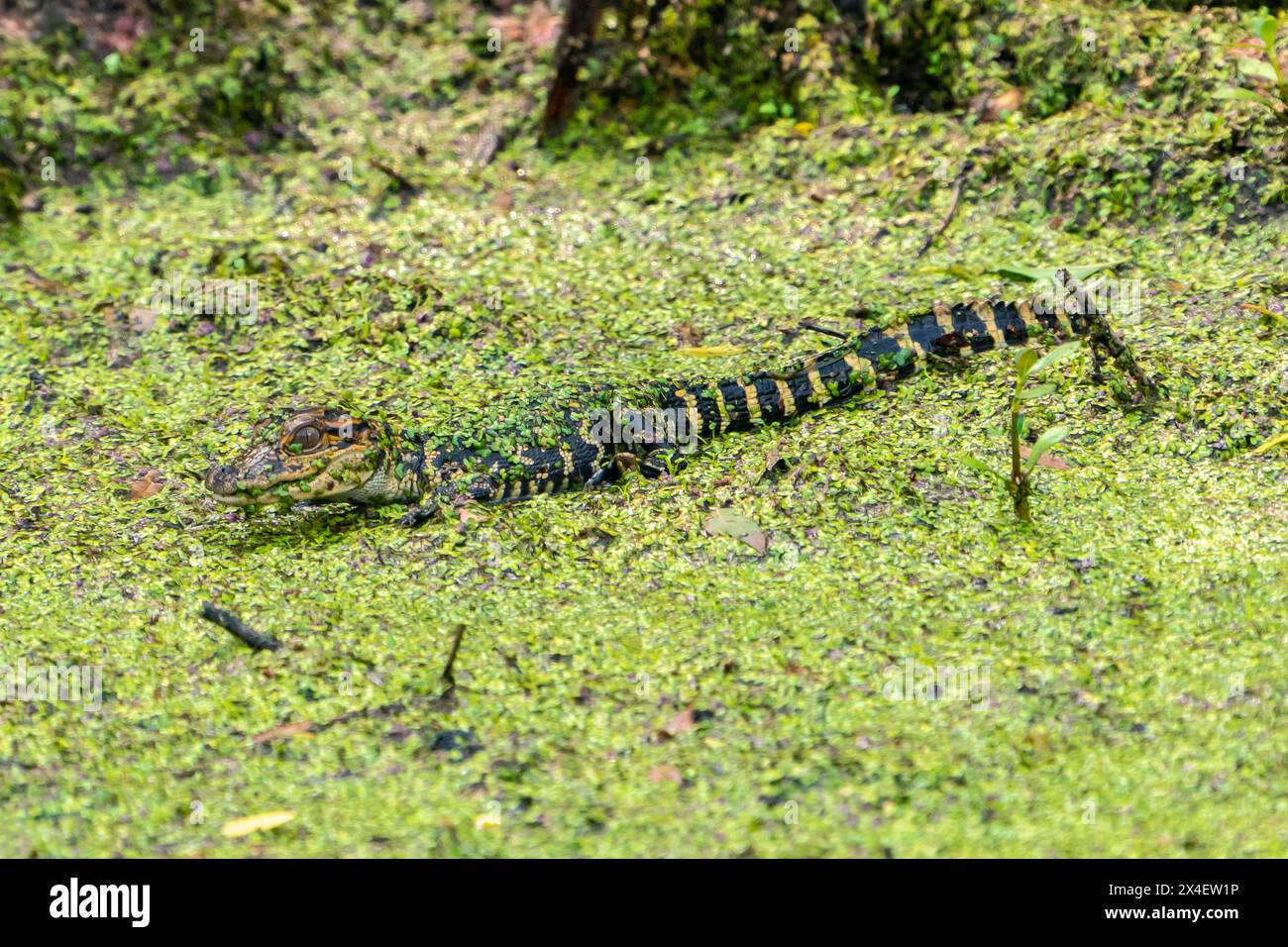 USA, Louisiana, Evangeline Parish. Alligatore ricoperto di erba anatra. Foto Stock