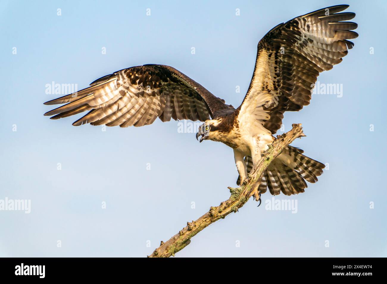 USA, Louisiana, bacino di Atchafalaya, palude di Atchafalaya. Osprey atterra sull'arto. Foto Stock