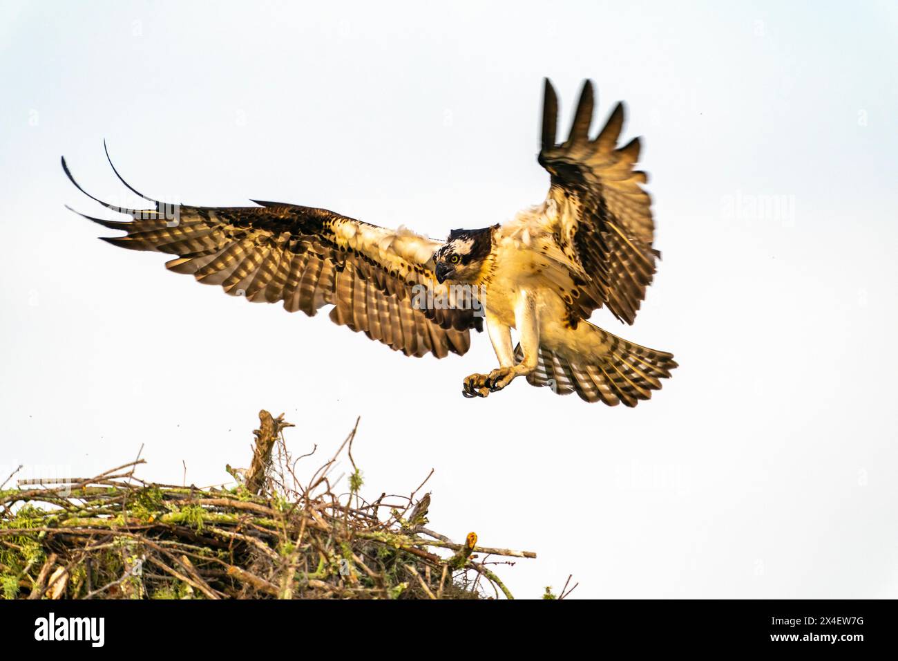 USA, Louisiana, bacino di Atchafalaya, palude di Atchafalaya. Osprey atterra sul nido. Foto Stock