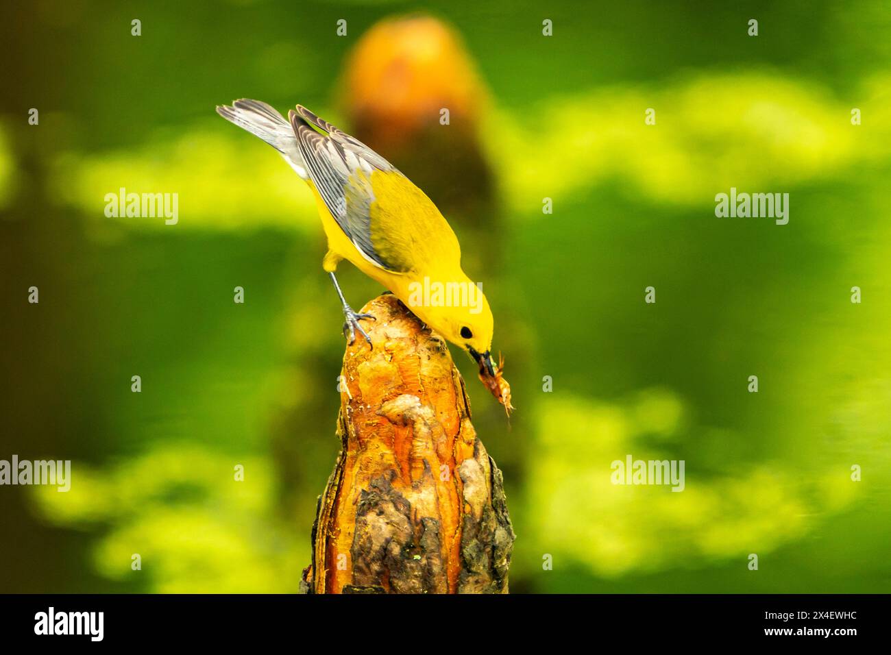 Riserva naturale nazionale USA, Louisiana, Tensas. Uccello parula protonotario con preda di insetti. Foto Stock
