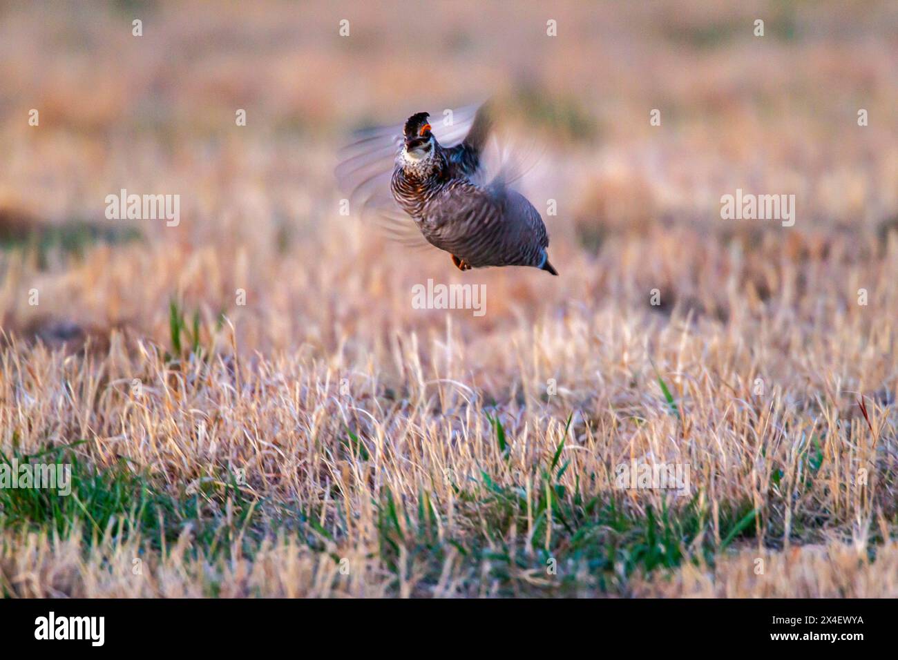 USA, Nebraska, Loup County. Un pollo di prateria più grande che vola in lek. Foto Stock