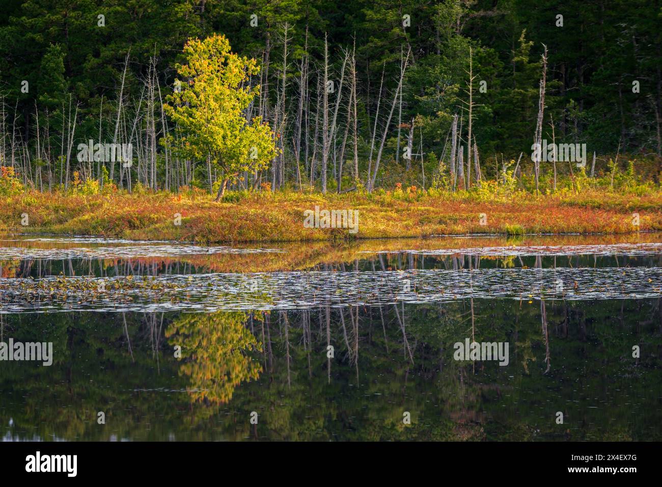 USA, New Jersey, Pine Barrens National Preserve. Riflessi della foresta sul lago all'alba. Foto Stock