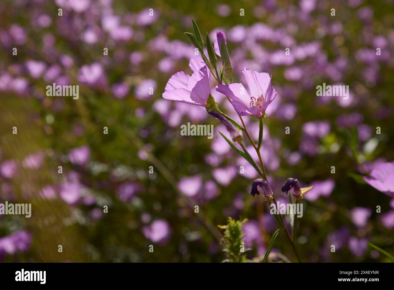 Herald-of-Summer sulla savana di quercia. Foto Stock