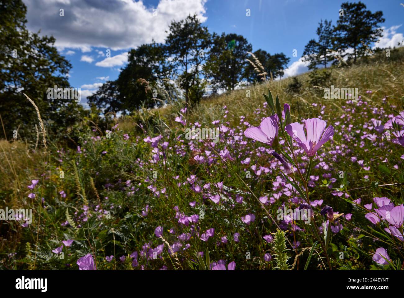 Herald-of-Summer sulla savana di quercia. Foto Stock