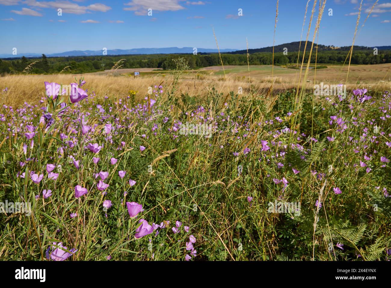 Herald-of-Summer sulla savana di quercia. Foto Stock