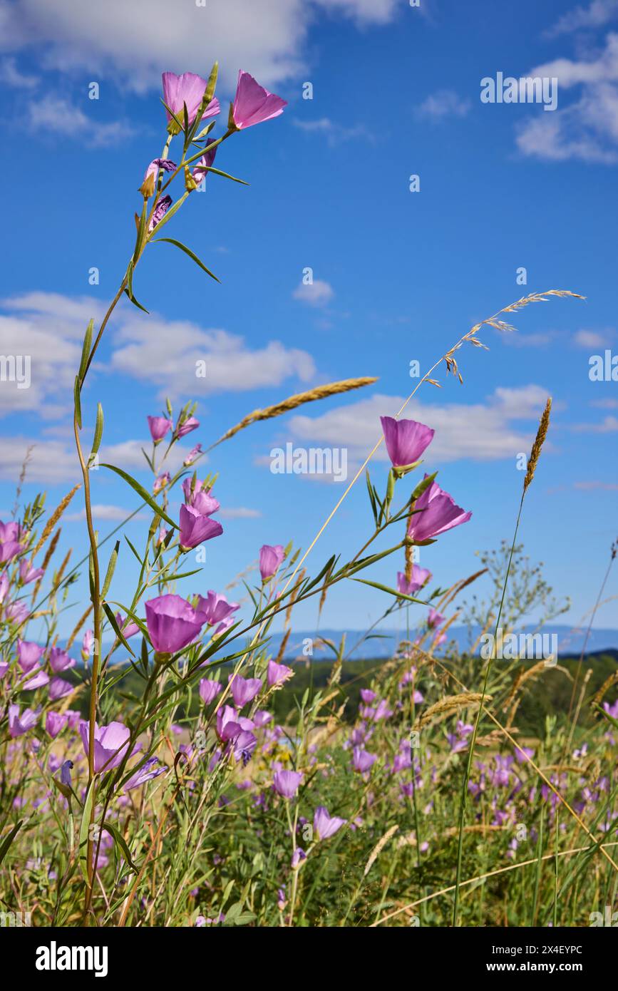Herald-of-Summer sulla savana di quercia. Foto Stock