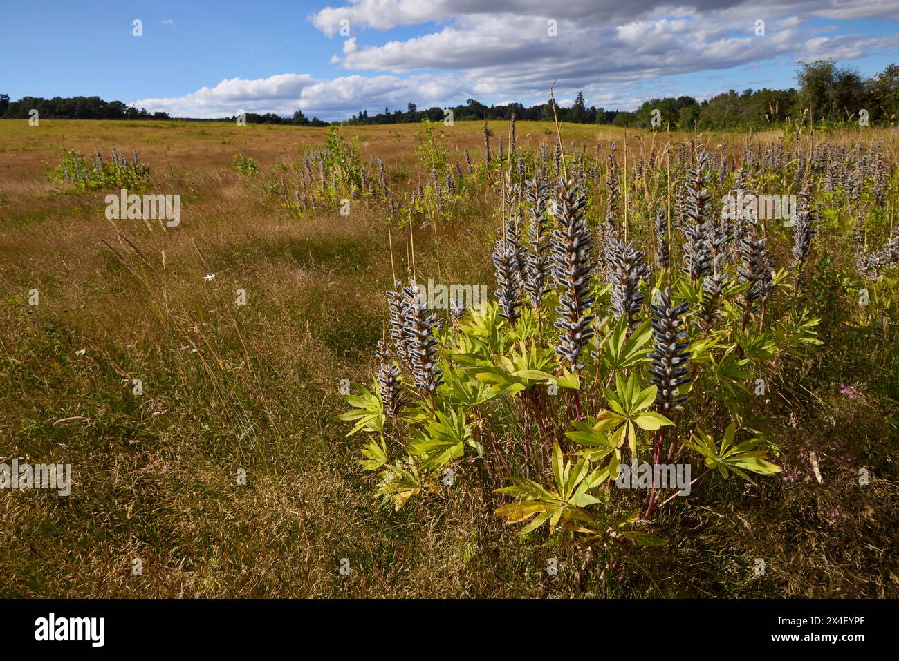 Lupino blu in semi sulla savana di quercia. Foto Stock
