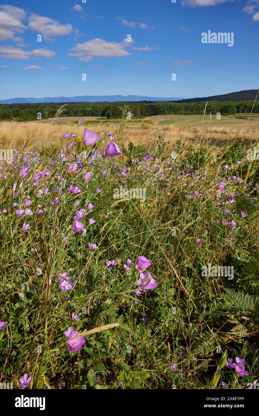 Herald-of-Summer sulla savana di quercia. Foto Stock