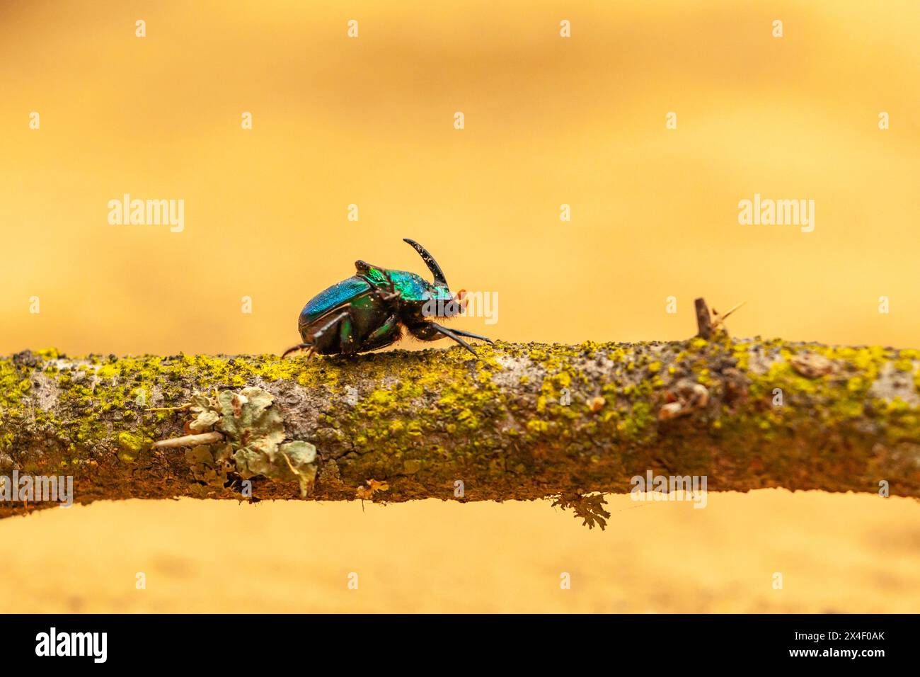 Stati Uniti, Texas, contea di Hidalgo. Primo piano con scarabeo arcobaleno. Foto Stock