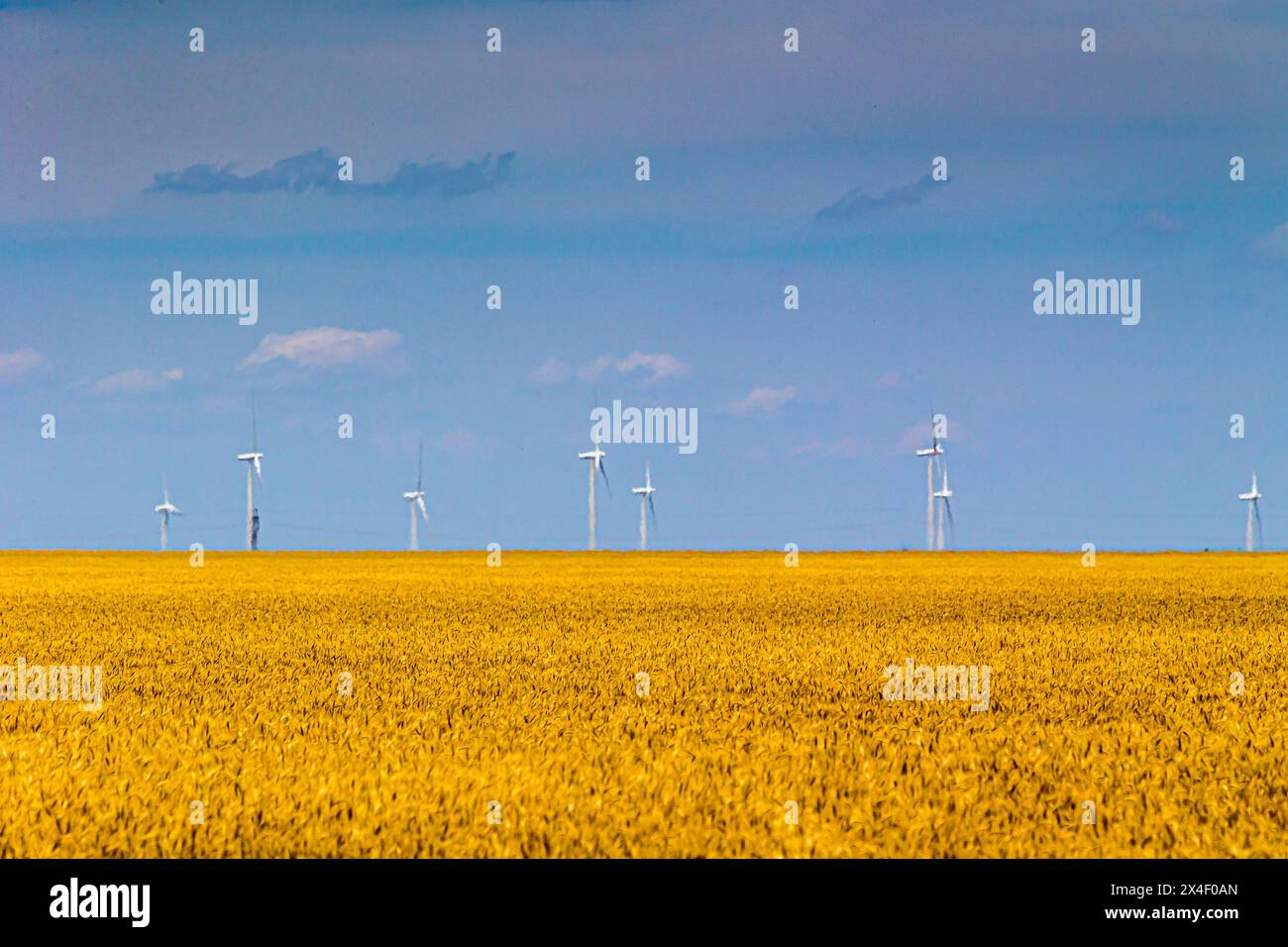 I mulini a vento generano elettricità sopra i campi agricoli in Texas. Foto Stock