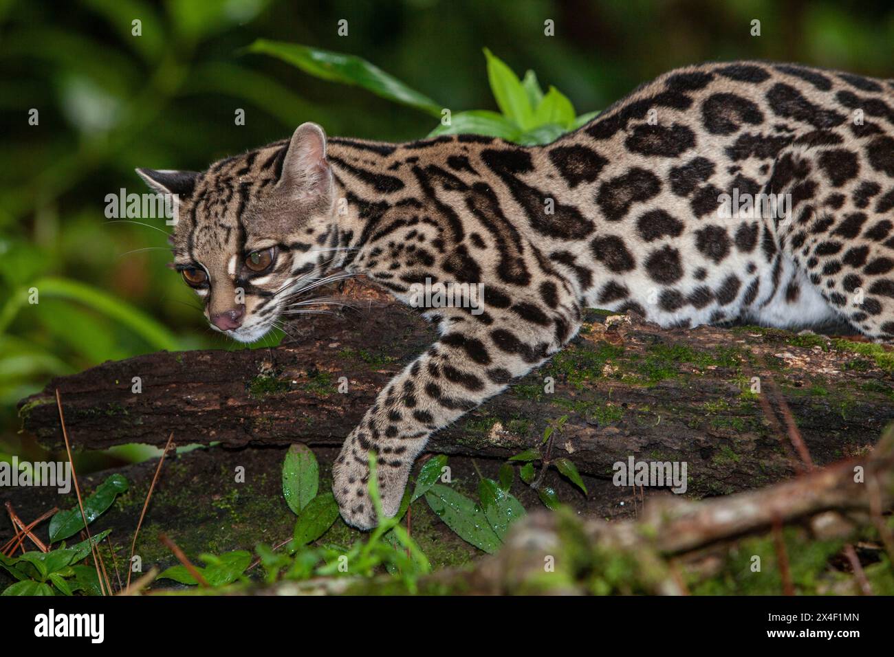 Costa Rica. Primo piano di un gatto della giungla margay su un arto. Foto Stock