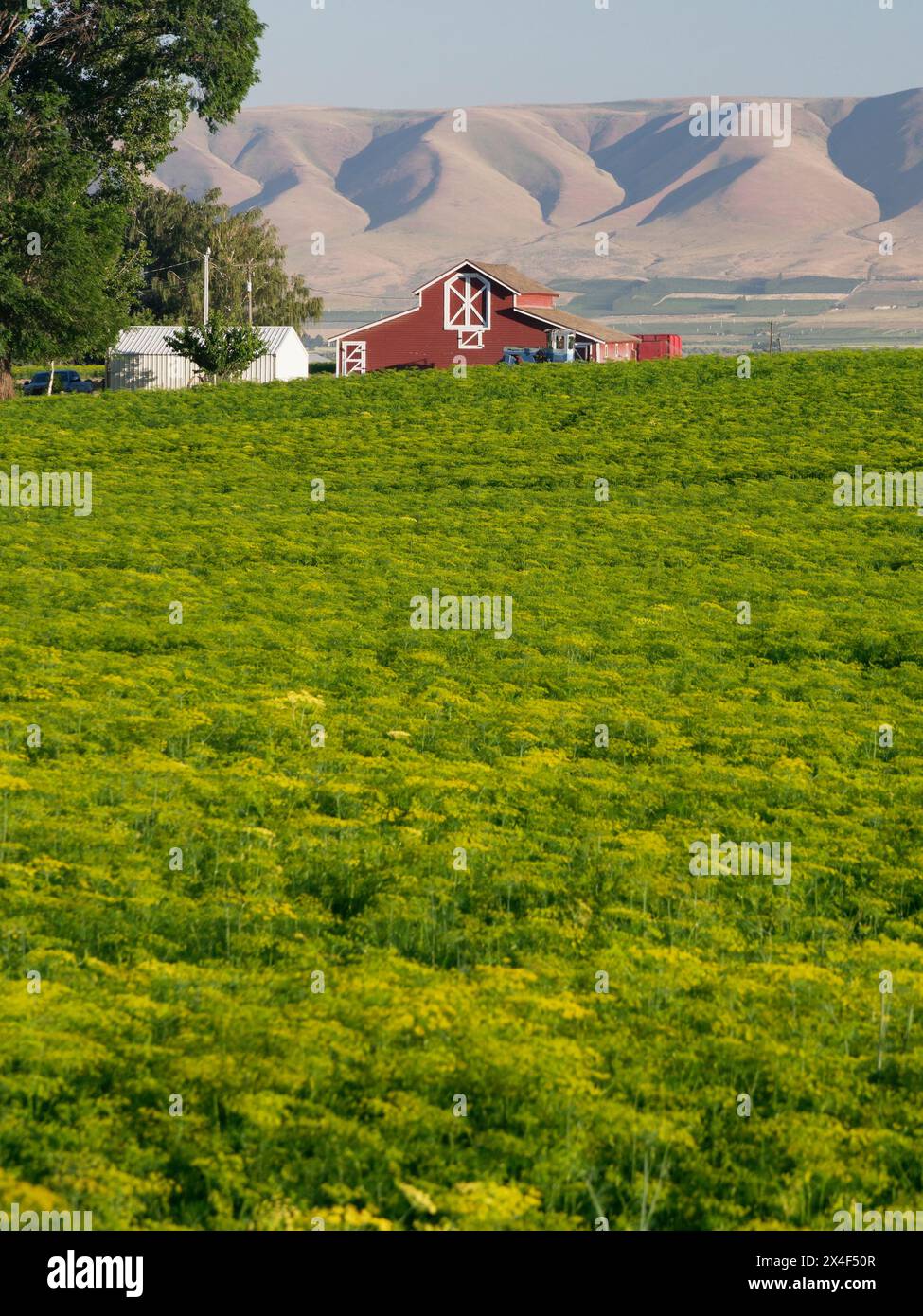 Fienile rosso brillante con ampio campo di aneto in primo piano e colline sullo sfondo. Foto Stock