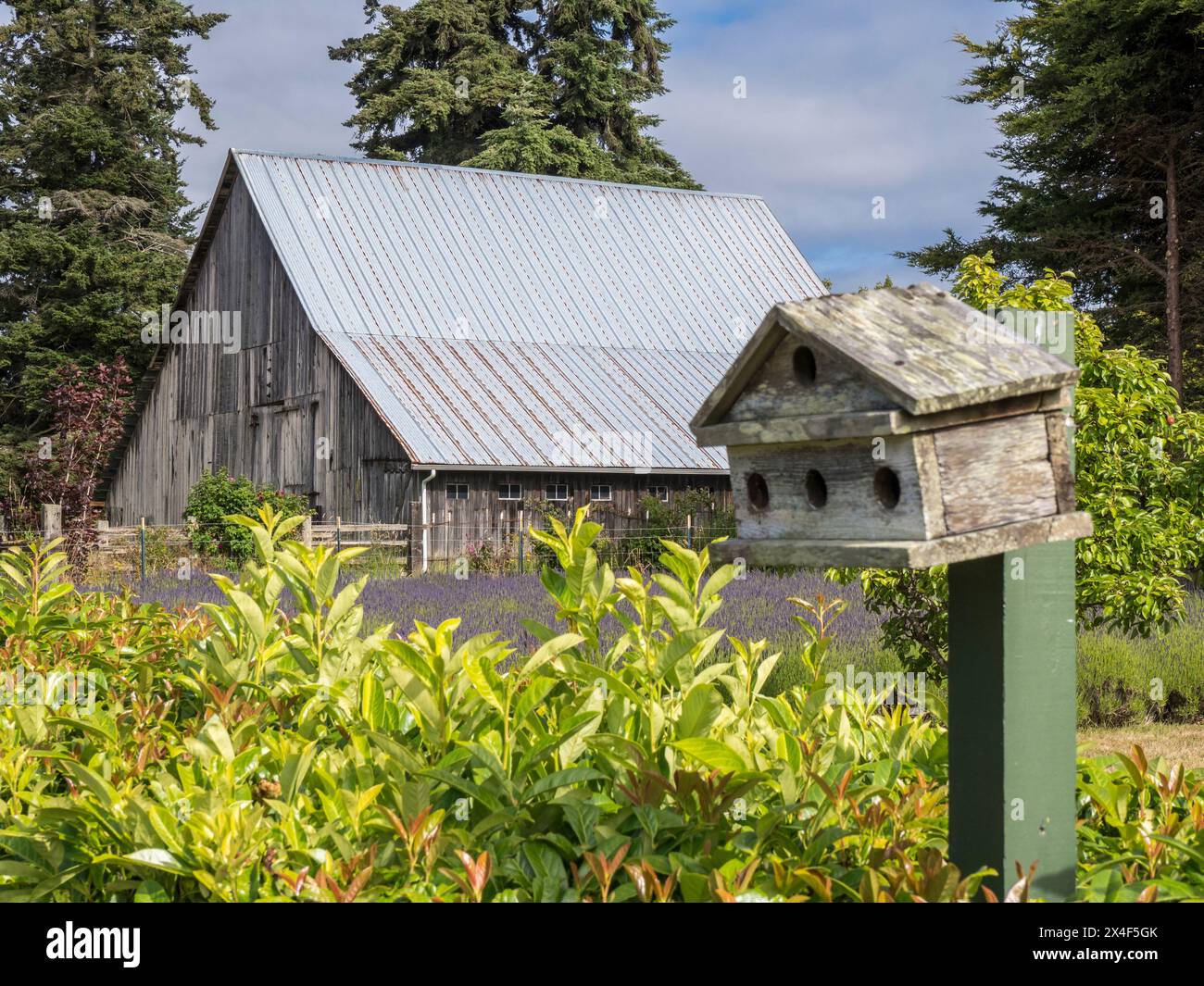 Primo piano di una vecchia casa per uccelli in un campo di lavanda e un vecchio fienile. Foto Stock