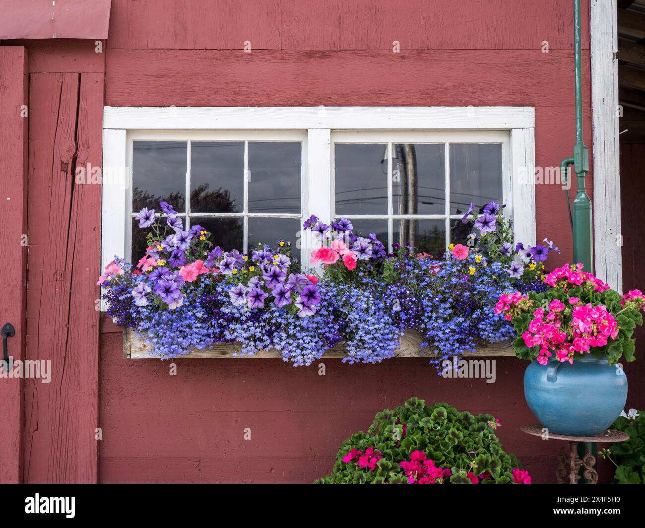 Fiori perenni che fioriscono in pentole e su davanzale su un capannone in un campo di lavanda vicino a Sequim, nello stato di Washington. Foto Stock