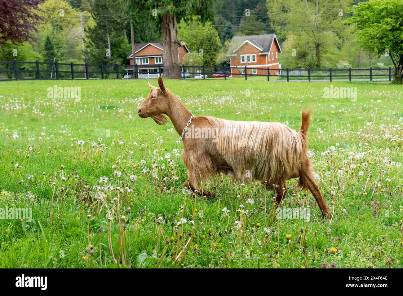 Issaquah, Stato di Washington, Stati Uniti. Donna adulta di guernsey dorata che cammina in un prato. (PR) Foto Stock