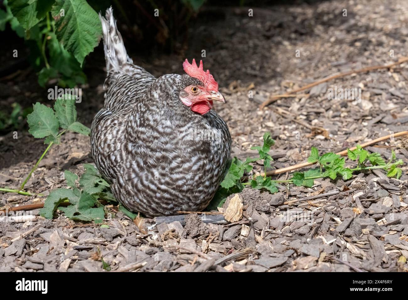 Port Townsend, Stato di Washington, Stati Uniti. Nidificazione delle galline di Plymouth Barred Rock in un'area giardino. Foto Stock