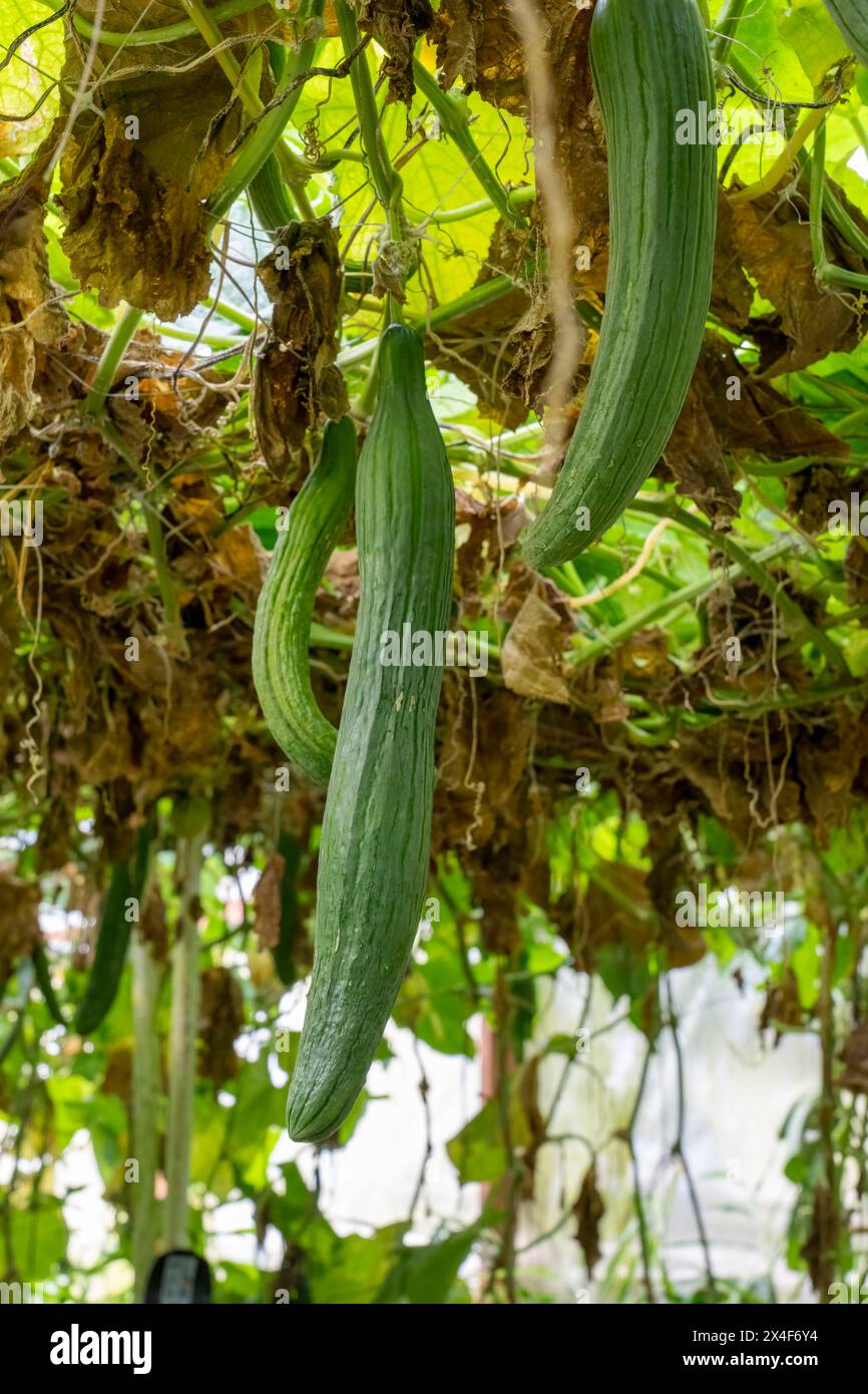 Port Townsend, Stato di Washington, Stati Uniti. Cetrioli inglesi che crescono in una serra commerciale. Foto Stock