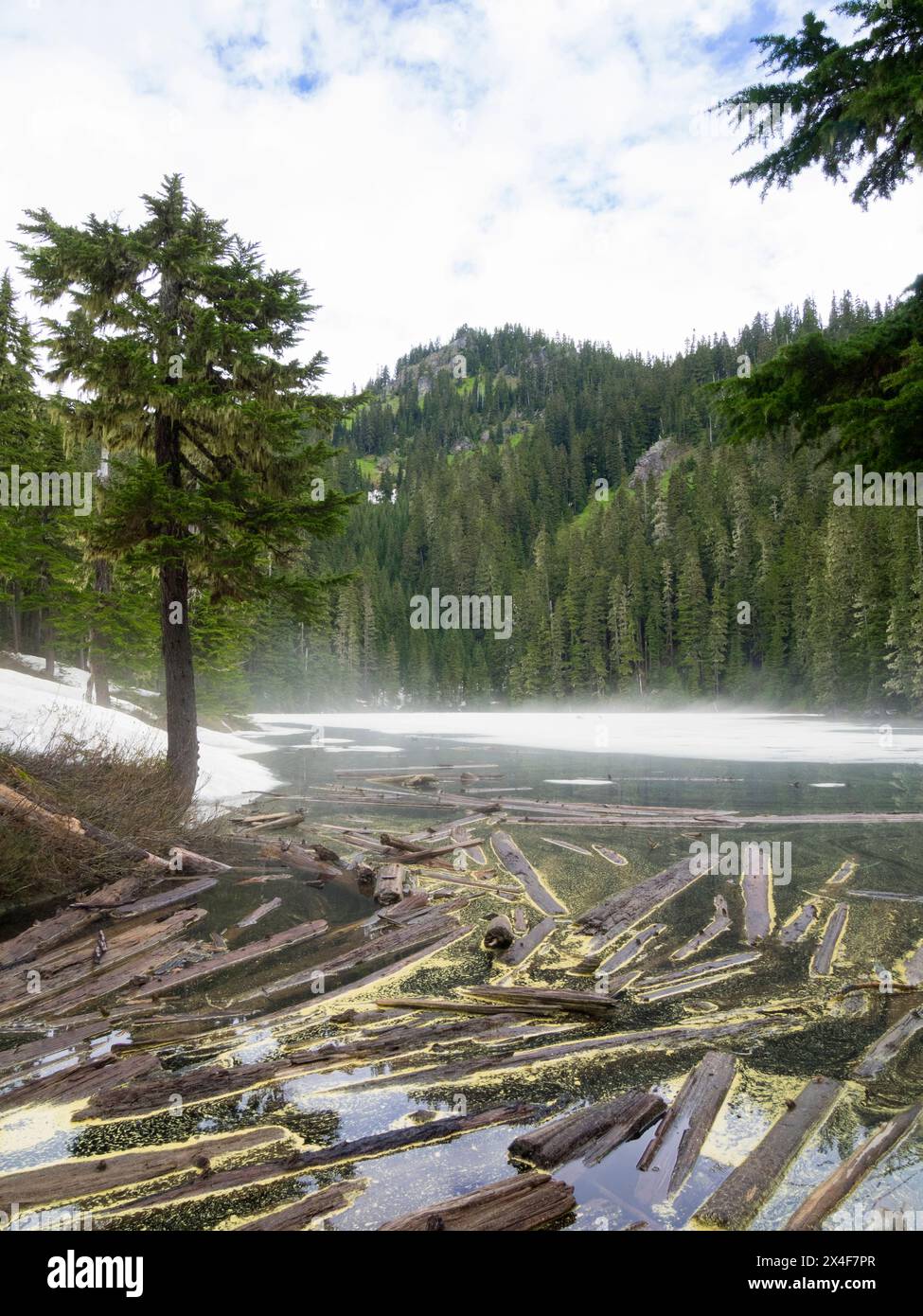 Stati Uniti, Stato di Washington. Cascate centrali, lago Kendall Peak con tronchi galleggianti e nebbia Foto Stock