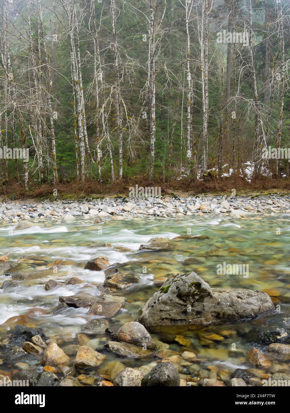 Stati Uniti, Stato di Washington. Cascate centrali, fiume Middle Fork Snoqualmie con alberi di ontano Foto Stock