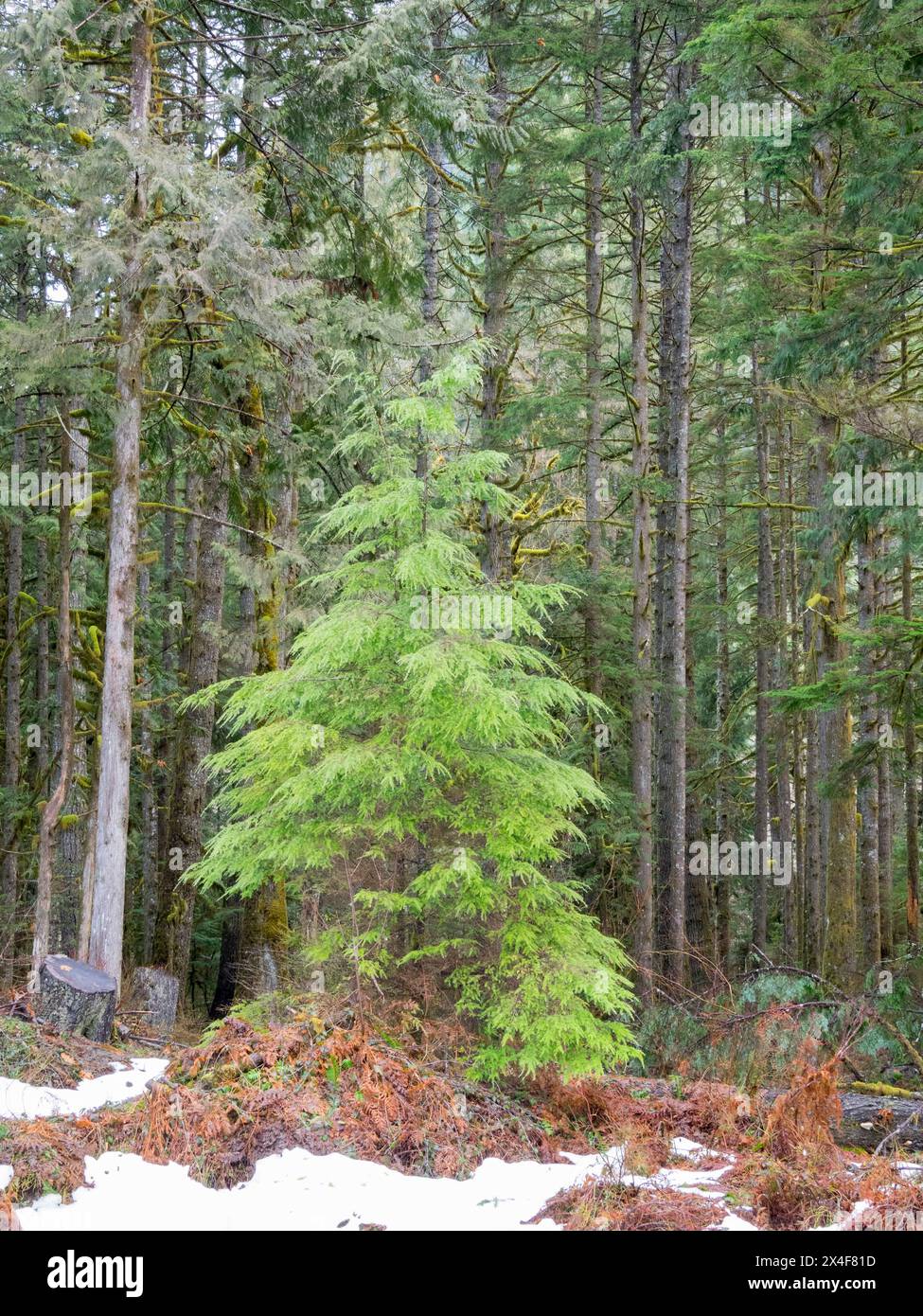 Stati Uniti, Stato di Washington. Cascate centrali, Young Douglas Fir con abeti maturi Foto Stock