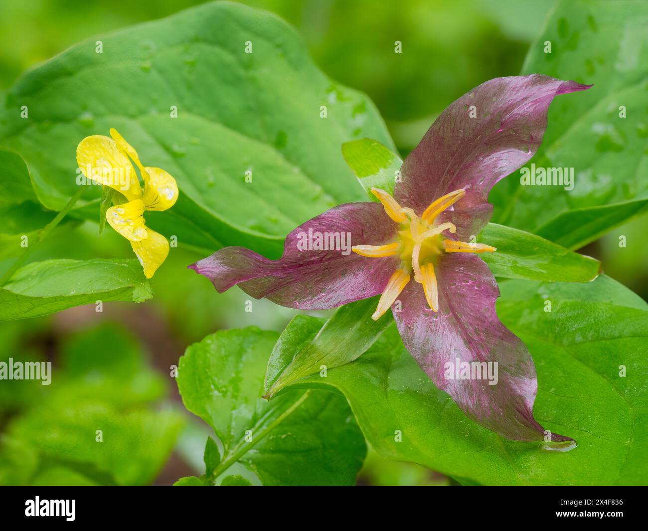 Stati Uniti, Stato di Washington. Mount Baker, Snoqualmie National Forest. Trillium e Stream Violet Foto Stock
