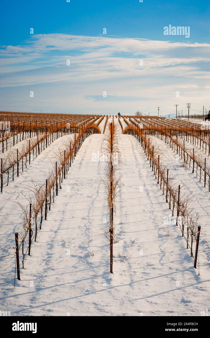 Stati Uniti, Stato di Washington, Zillah. Neve invernale sui vigneti della Yakima Valley. Foto Stock