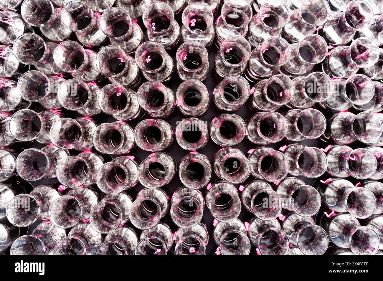 Stati Uniti, Stato di Washington, Red Mountain. Campionatori di Cabernet Sauvignon pronti per la valutazione degli assaggiatori. Foto Stock