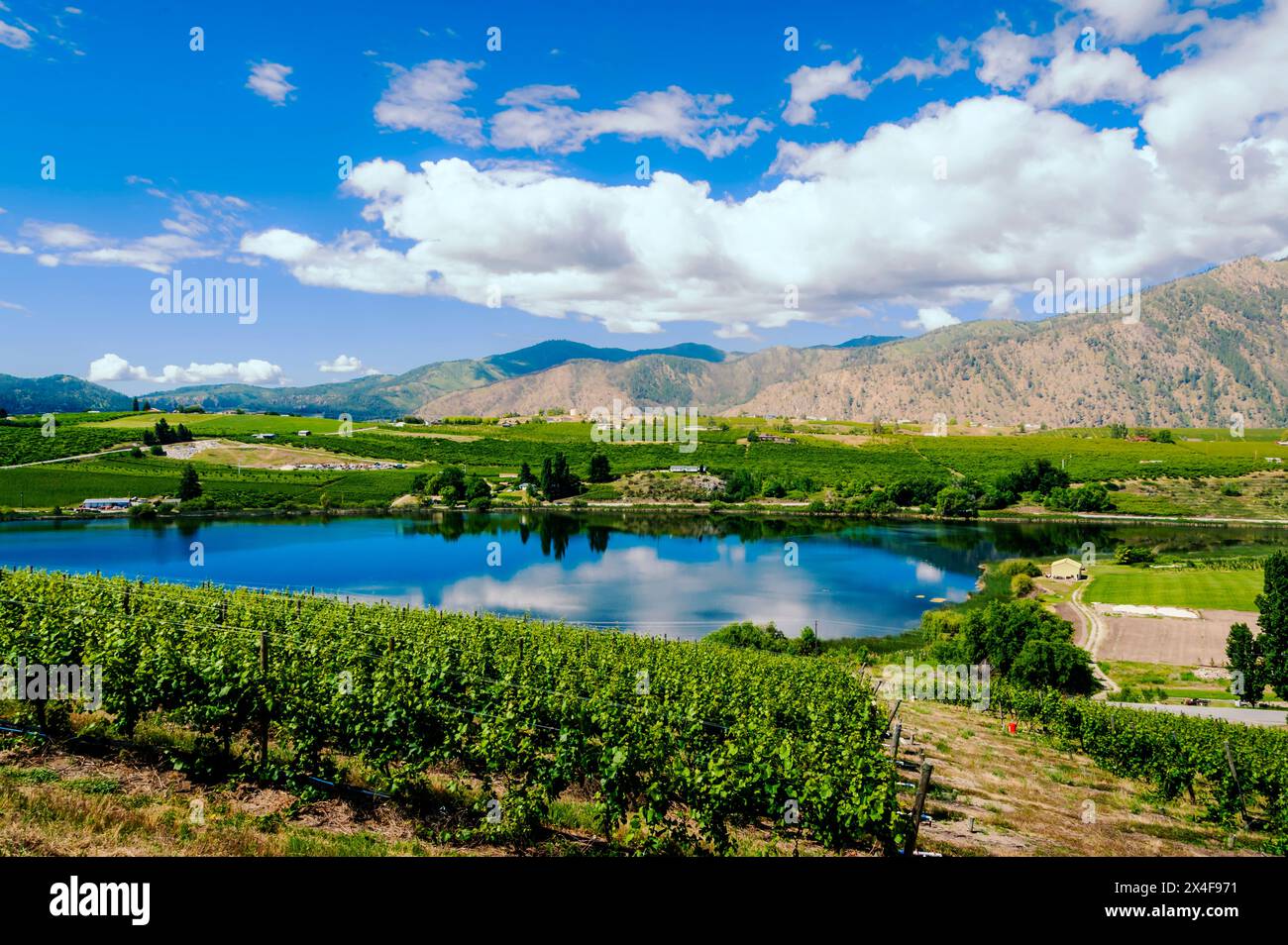 Stati Uniti, stato di Washington, lago Chelan. Cielo blu e nuvole tarda primavera bagnano i vigneti Dry Lake a Manson alla luce del sole. (Solo per uso editoriale) Foto Stock