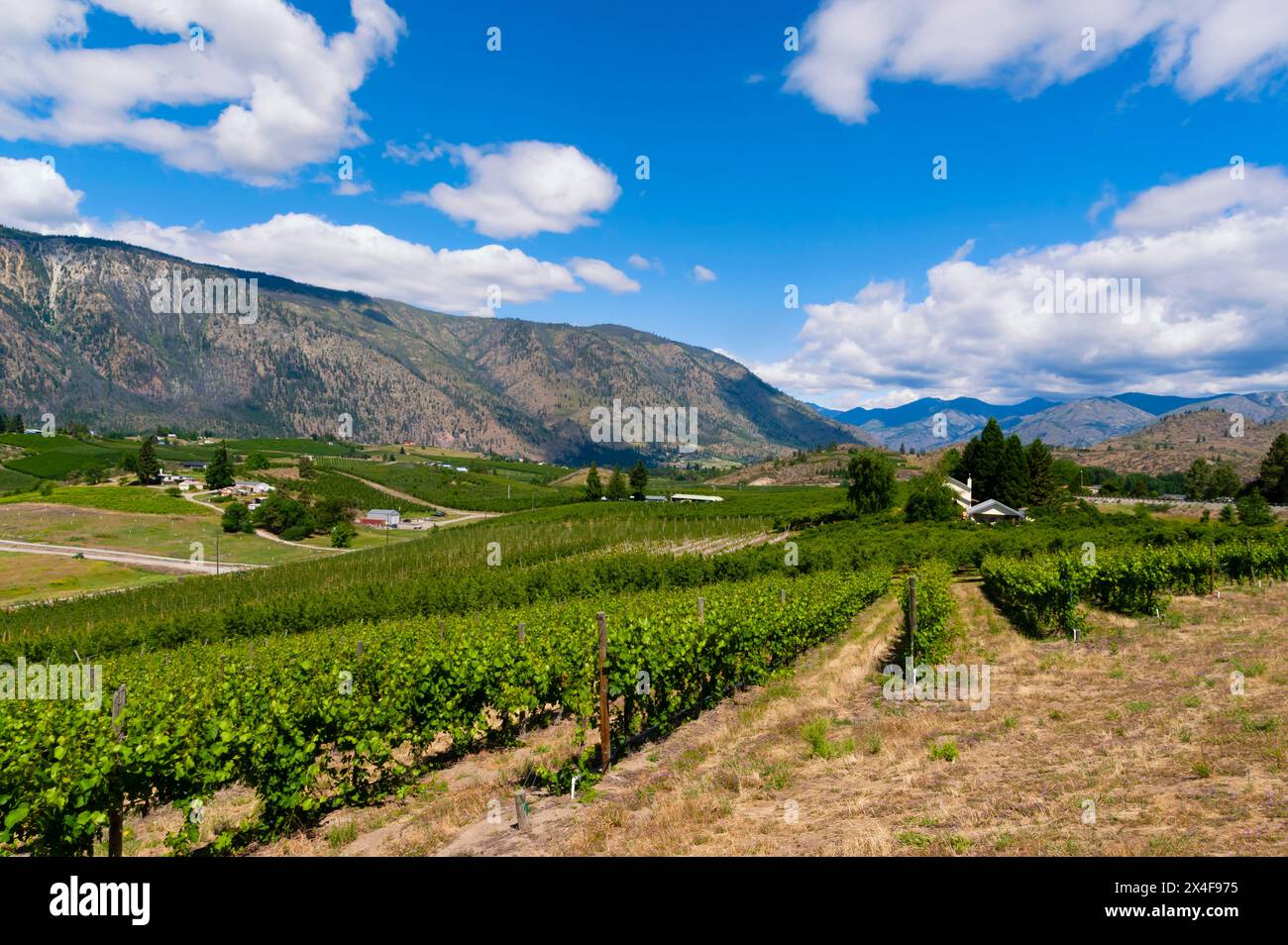 Stati Uniti, stato di Washington, lago Chelan. Cielo blu e nuvole tarda primavera bagnano i vigneti Dry Lake a Manson alla luce del sole. (Solo per uso editoriale) Foto Stock