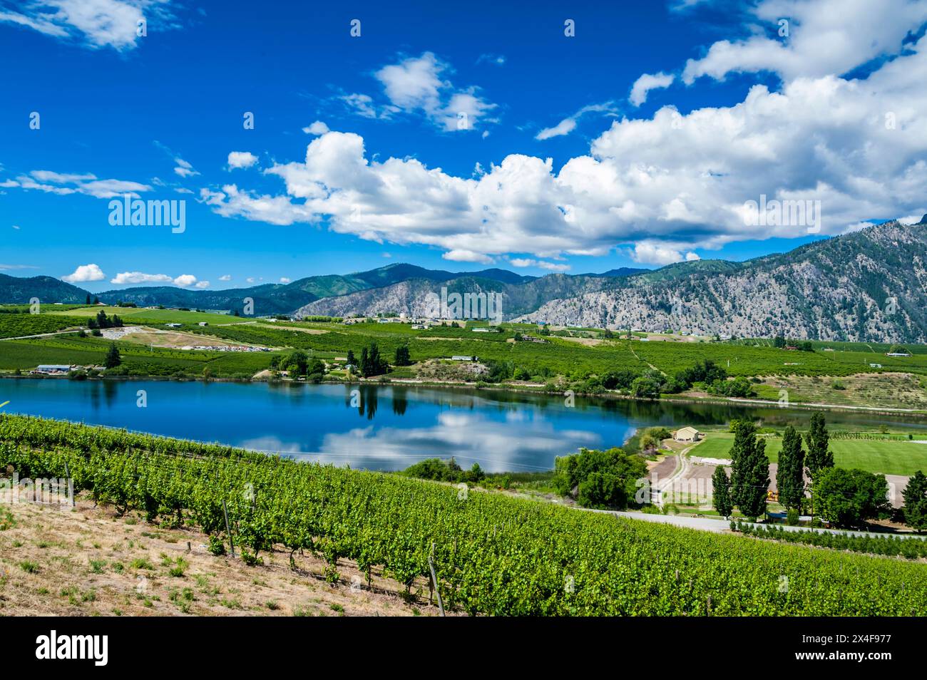 Stati Uniti, stato di Washington, lago Chelan. Cielo blu e nuvole tarda primavera bagnano i vigneti Dry Lake a Manson alla luce del sole. (Solo per uso editoriale) Foto Stock
