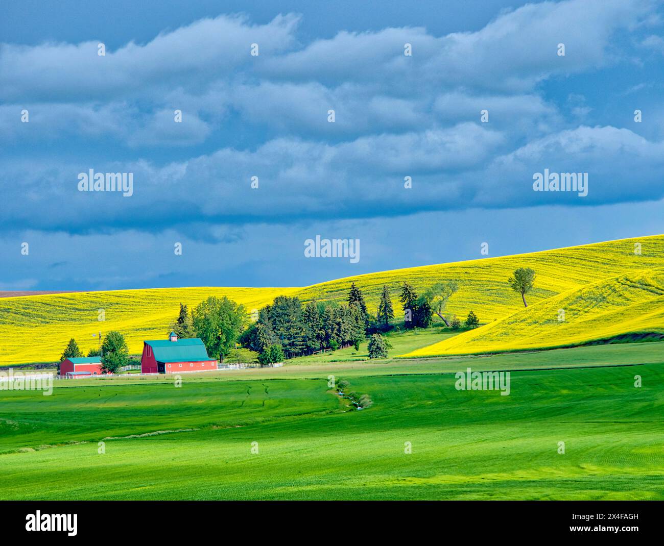 Stati Uniti, Stato di Washington, regione di Palouse. Azienda agricola in canola e campi di grano (solo per uso editoriale) Foto Stock
