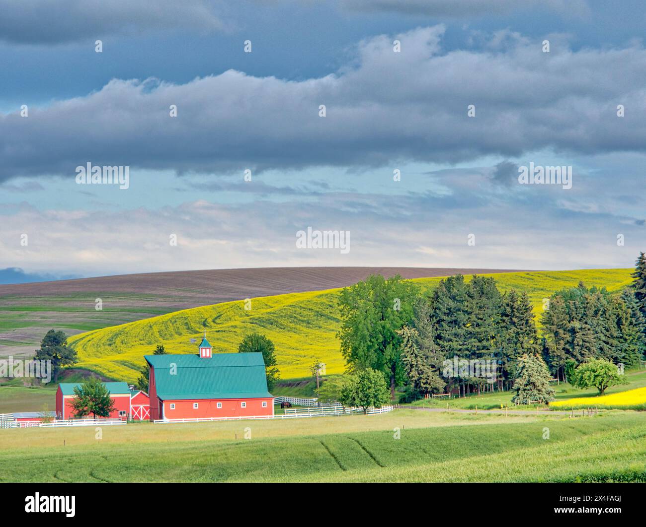 Stati Uniti, Stato di Washington, regione di Palouse. Azienda agricola in canola e campi di grano (solo per uso editoriale) Foto Stock