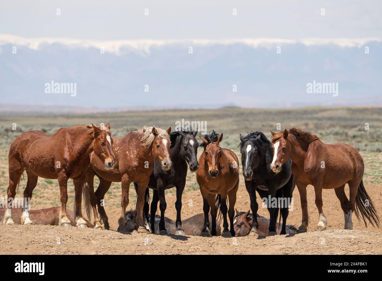 USA, Wyoming, McCullough Peaks Herd Management area. Primo piano di un gruppo di cavalli selvatici. Foto Stock