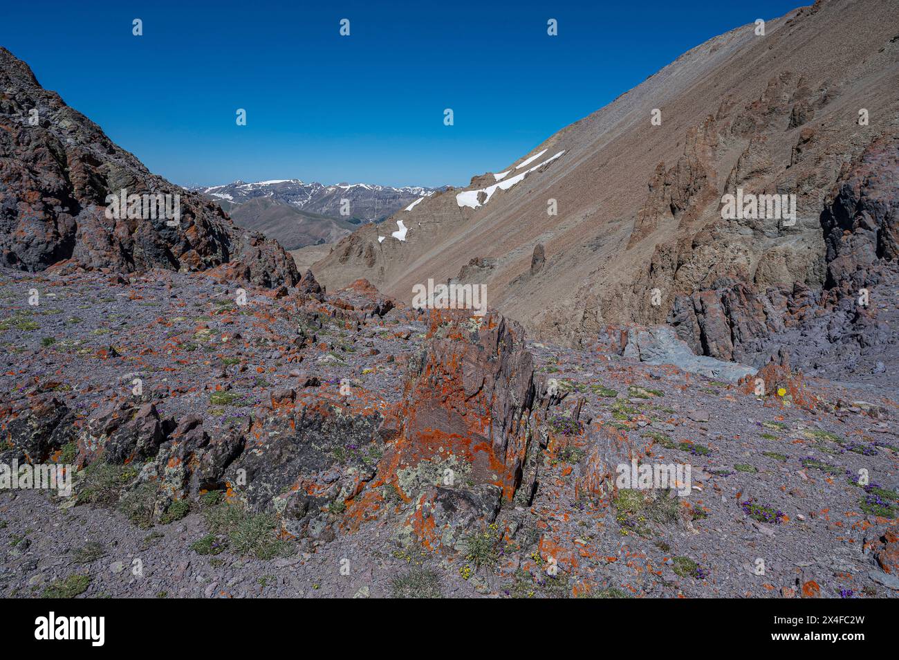 Stati Uniti, Wyoming. Paesaggio di Lichen arancio e fiori selvatici alpini, i Monti Absaroka Foto Stock