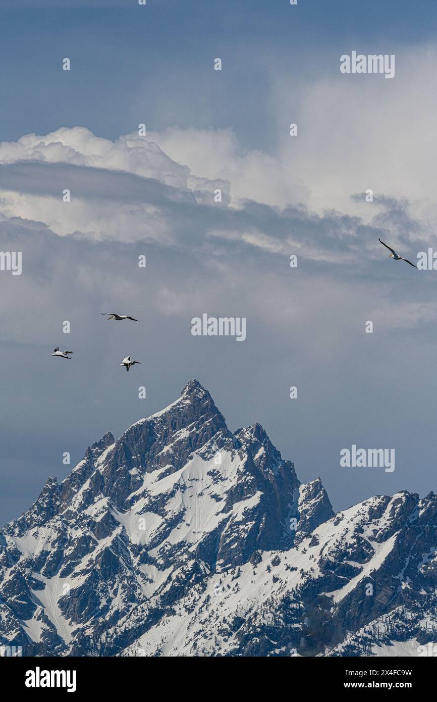 Stati Uniti, Wyoming. Pellicani che circondano una vetta del Teton, il Grand Teton National Park Foto Stock