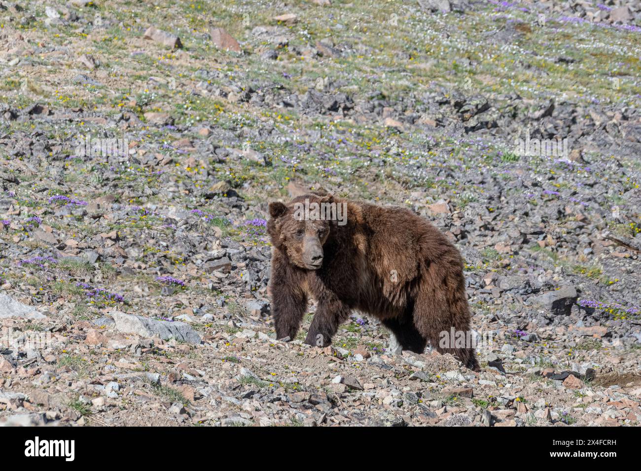 Stati Uniti, Wyoming. Il vecchio orso Grizzly sta guardando il pericolo sul pendio alpino delle montagne di Absaroka Foto Stock