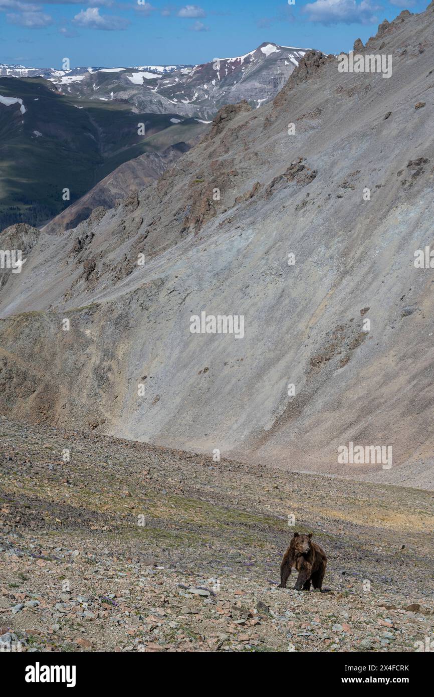 Stati Uniti, Wyoming. Orso Grizzly che guarda per il pericolo sul pendio alpino, i monti Absaroka Foto Stock