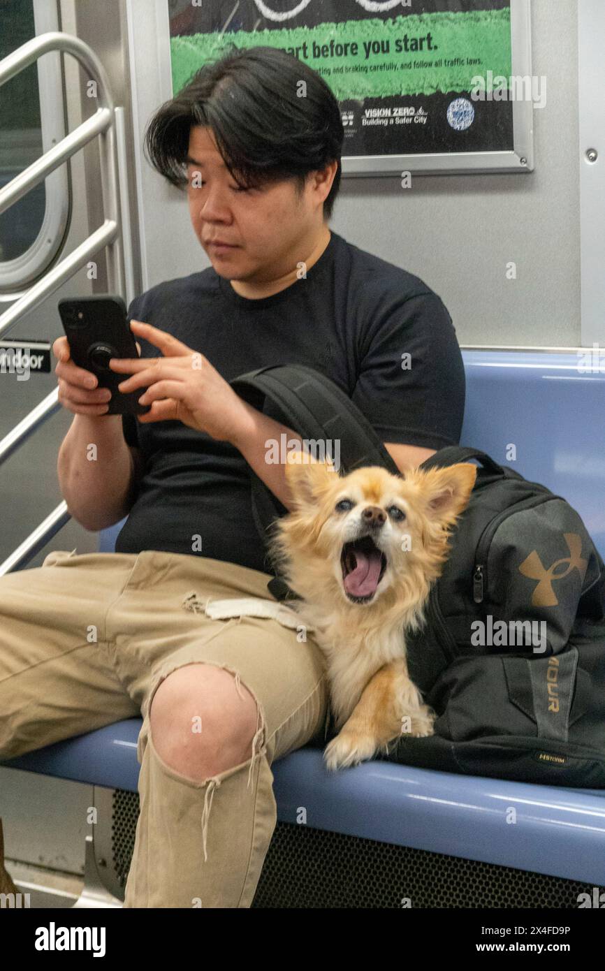 Uomo con cane in borsa, metropolitana di New York, New York, Stati Uniti Foto Stock
