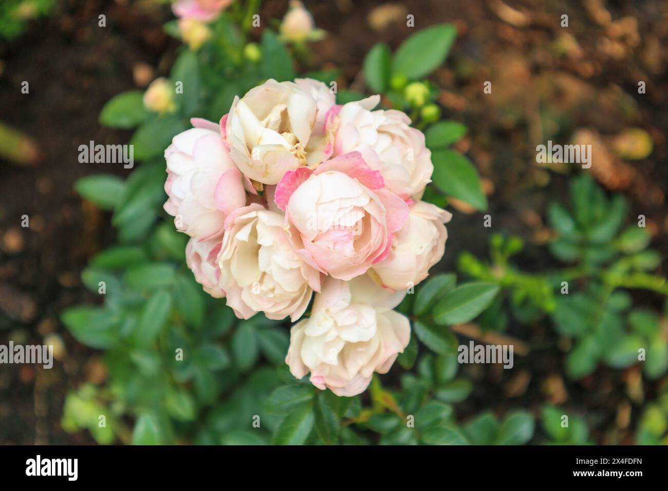 Bellissime rose naturali fresche nel giardino fiorito Foto Stock
