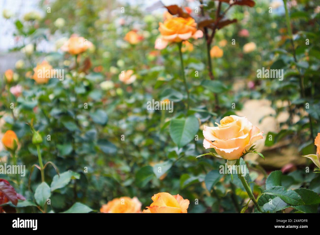 Bellissime rose naturali fresche nel giardino fiorito Foto Stock
