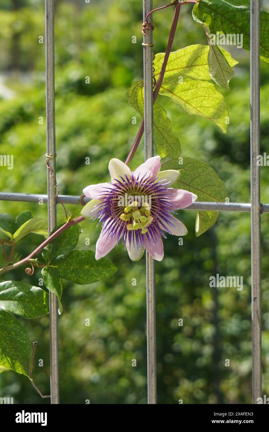 Fiori viola di passiflora che strisciano su una recinzione di ferro con sfondo sfocato Foto Stock