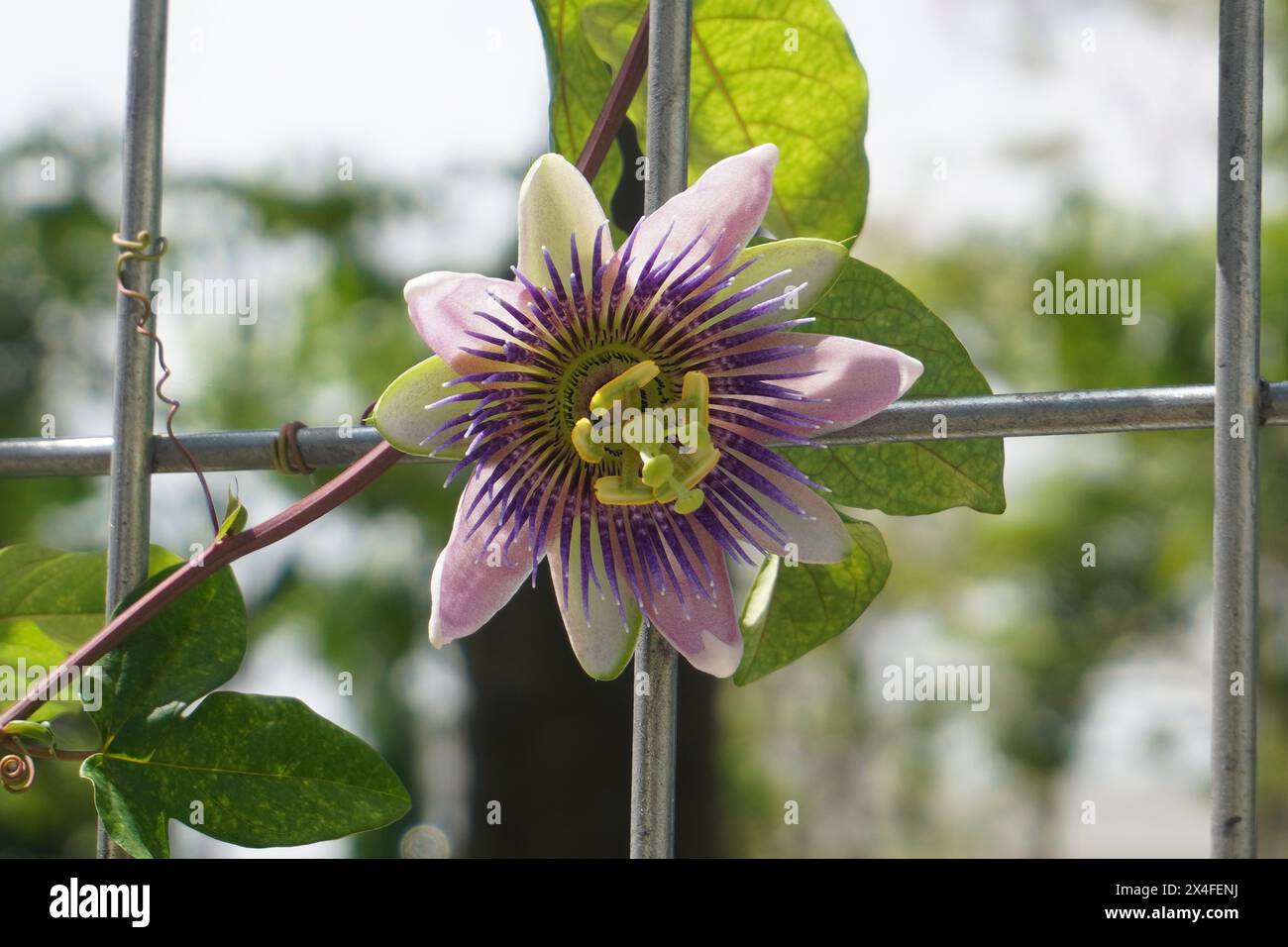 Fiori viola di passiflora che strisciano su una recinzione di ferro con sfondo sfocato Foto Stock