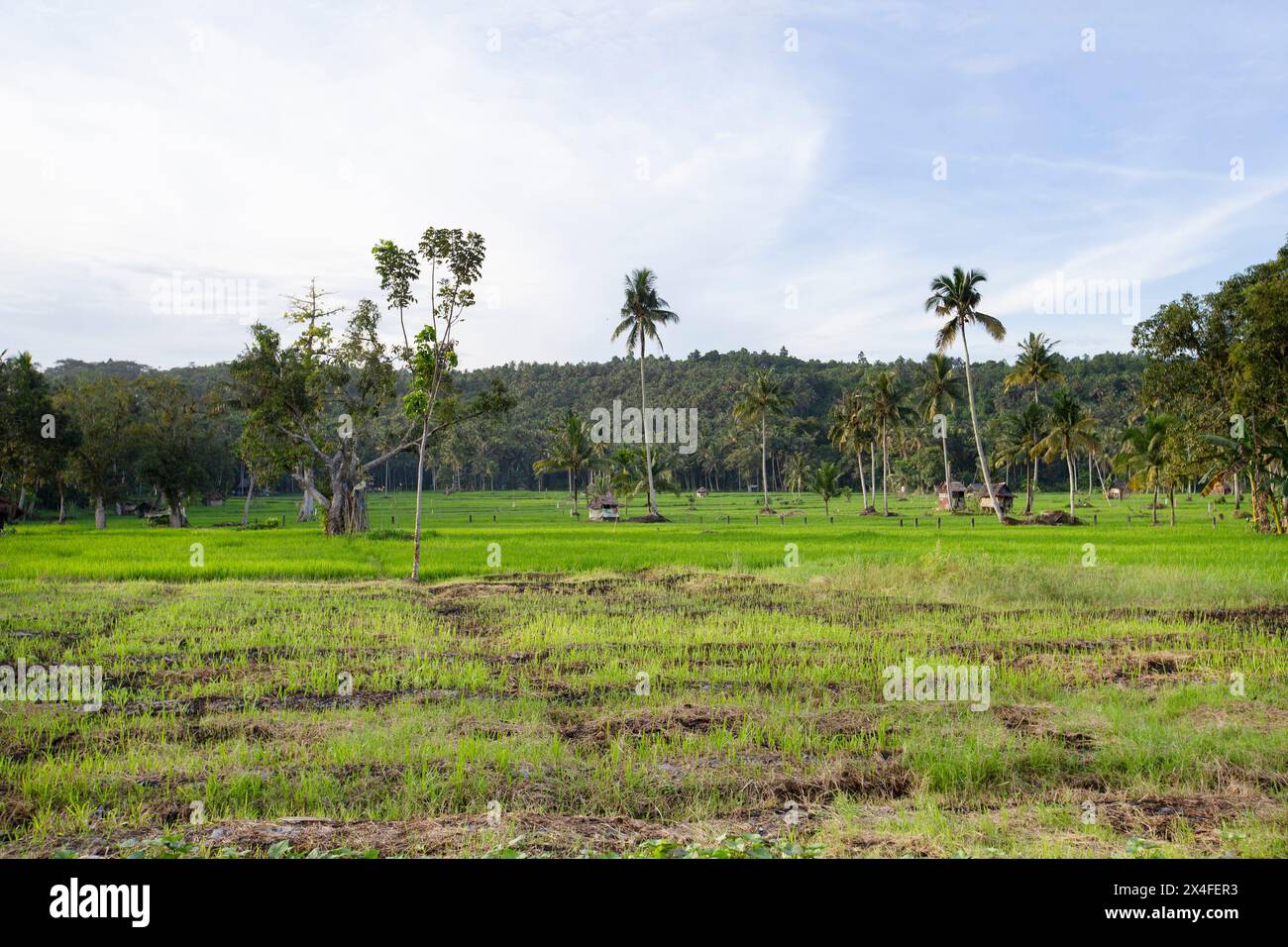 Paddy Field, Nias, Sumatra settentrionale, Indonesia Foto Stock