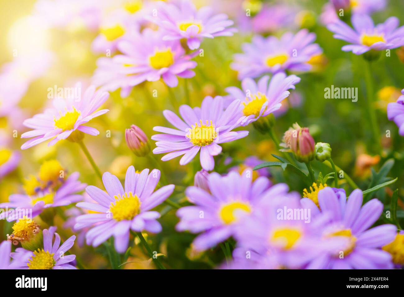 Bella margherita fiori sul prato verde Foto Stock