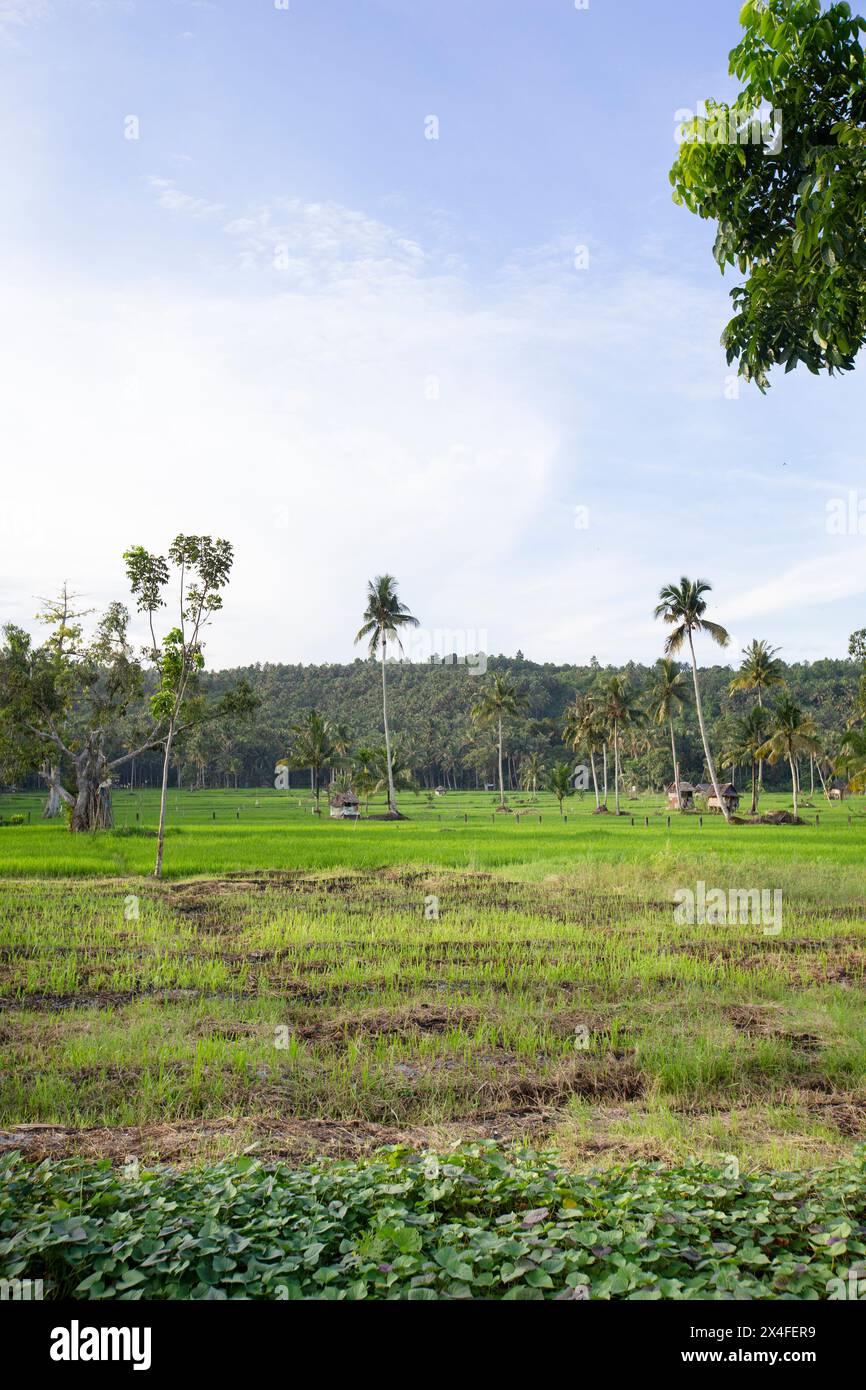 Paddy Field, Nias, Sumatra settentrionale, Indonesia Foto Stock