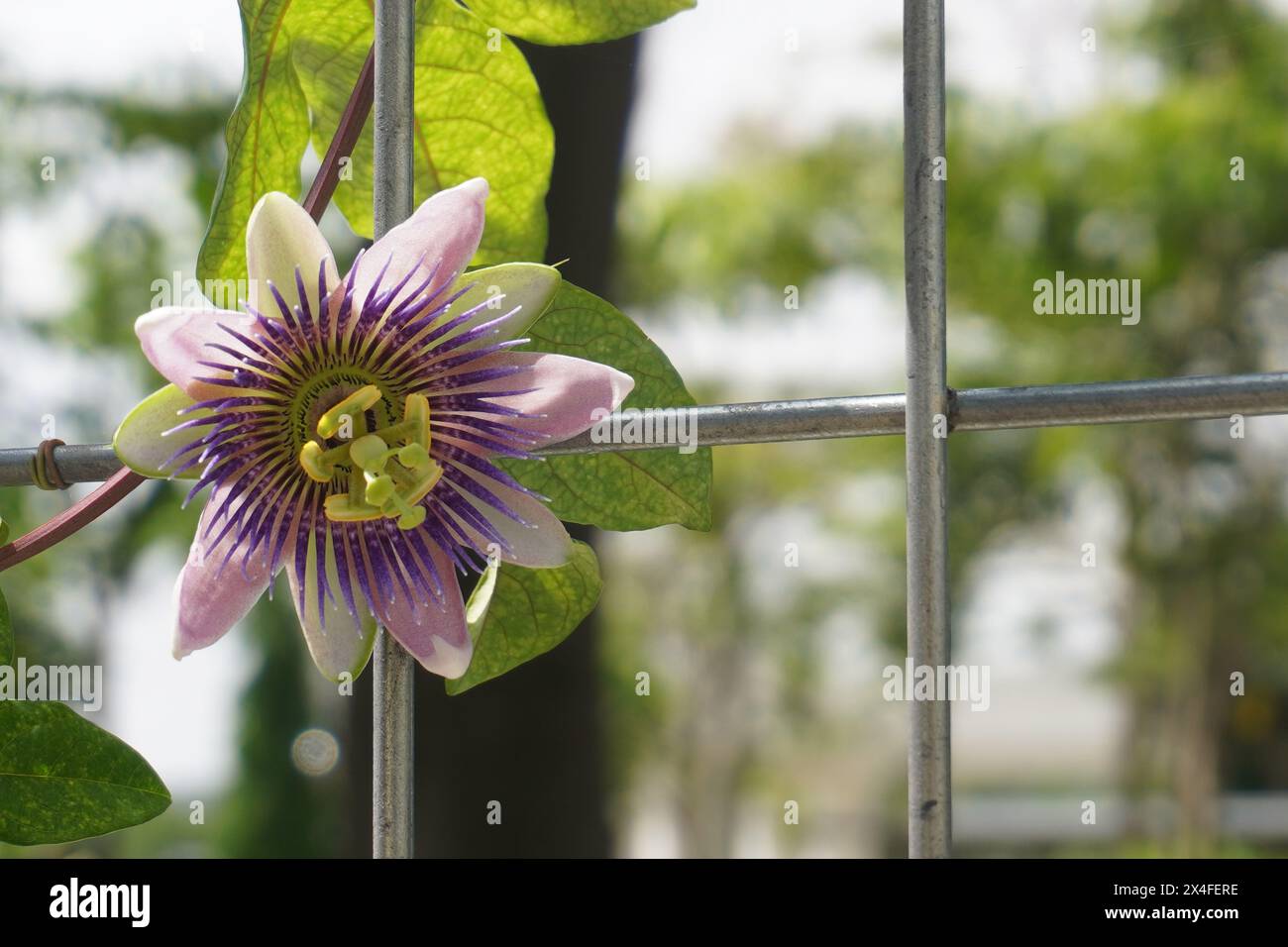 Fiori viola di passiflora che strisciano su una recinzione di ferro con sfondo sfocato Foto Stock