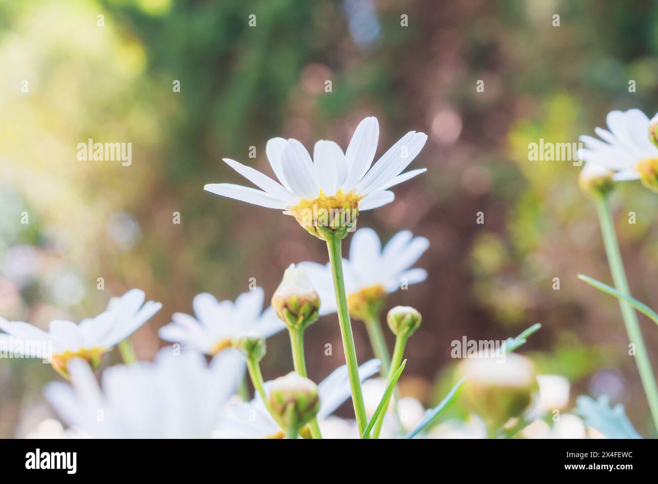 Bella bianca camomiles daisy campo dei fiori sul prato verde Foto Stock