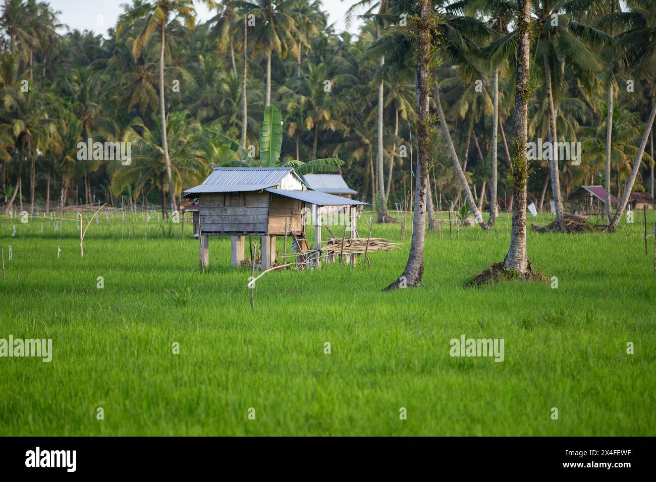 Paddy Field, Nias, Sumatra settentrionale, Indonesia Foto Stock