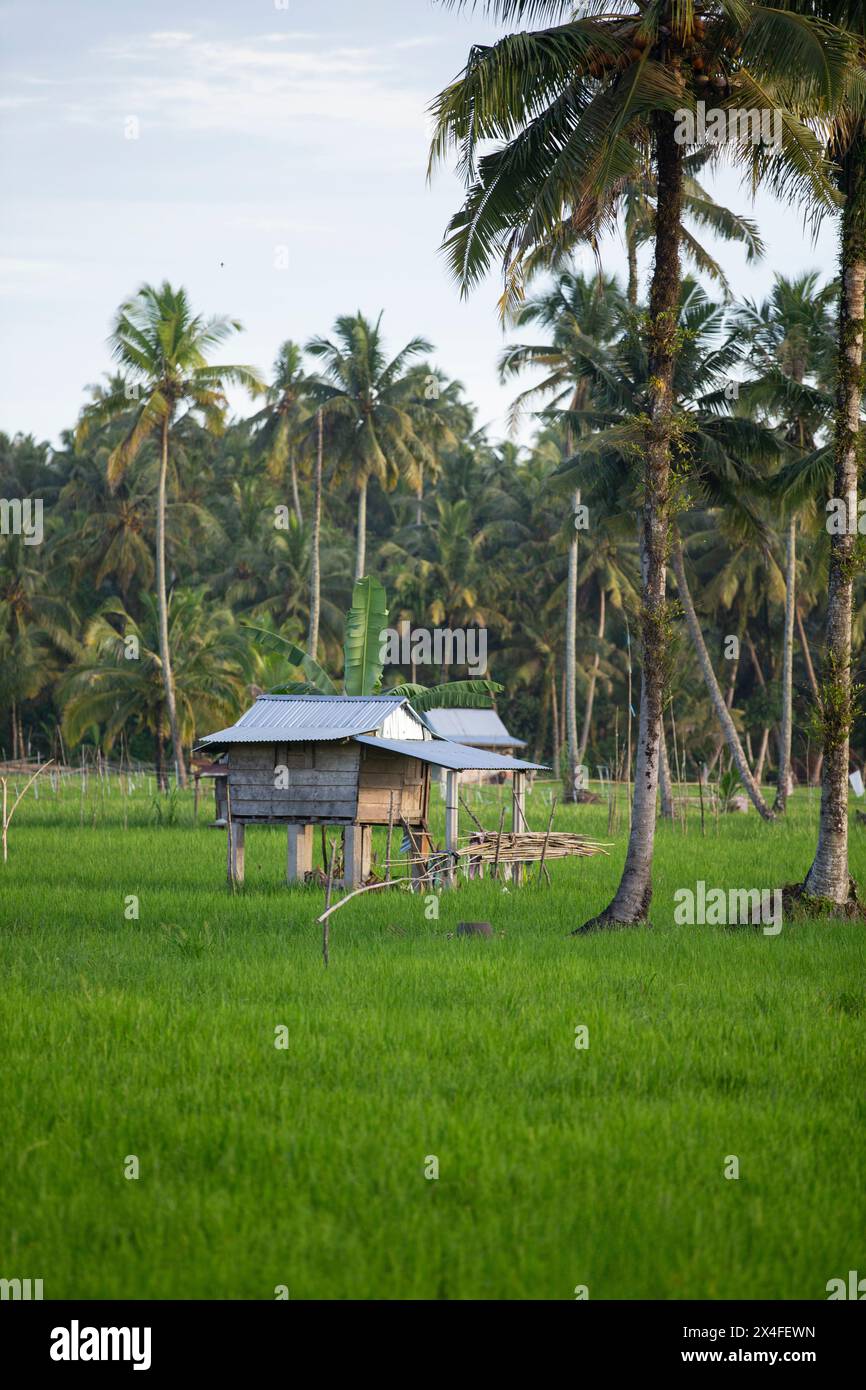 Paddy Field, Nias, Sumatra settentrionale, Indonesia Foto Stock